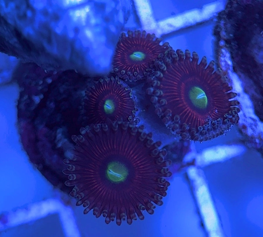 Aquacultured Zoanthids/Playthoa AZP031624 WYSIWYG