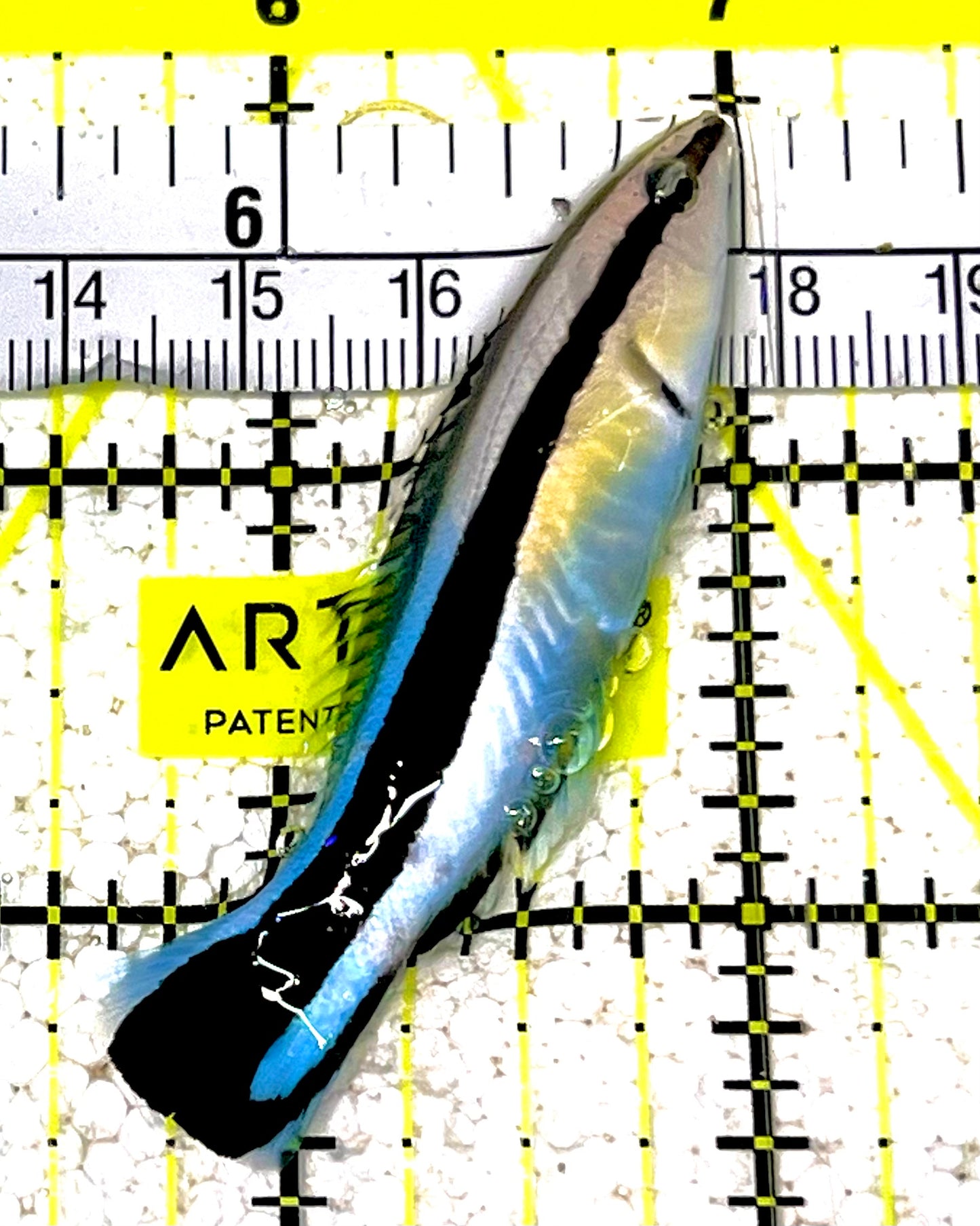 Blue Cleaner Wrasse BCW031602 WYSIWYG Size: XL 2.5" approx