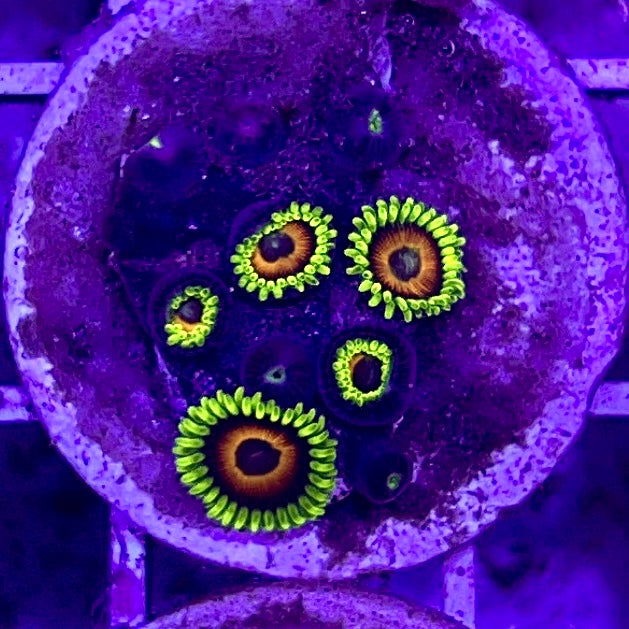 Aussie Ultra Zoa WYSIWYG AUZ010325 Size: 1.5" Frag Aprox