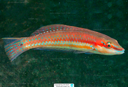 Painted Wrasse Size: L 4" to 5" Solomon Islands