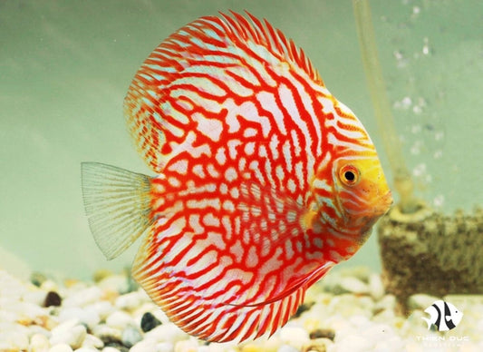 Discus Pigeon Red Size: 4" to 5"