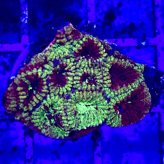 Red Eye Favia WYSIWYG REF122702 Size: 2.5" Frag Aprox