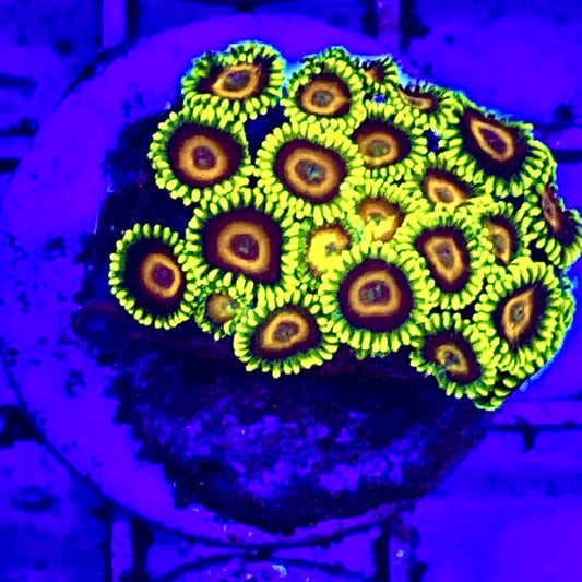 Solomon Islands Ultra Zoa WYSIWYG UZO122720 Size: 2." Frag Aprox