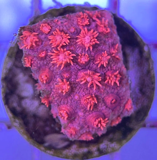 Pink Goniopora Coral (Cultured) PGC031104 WYSIWYG