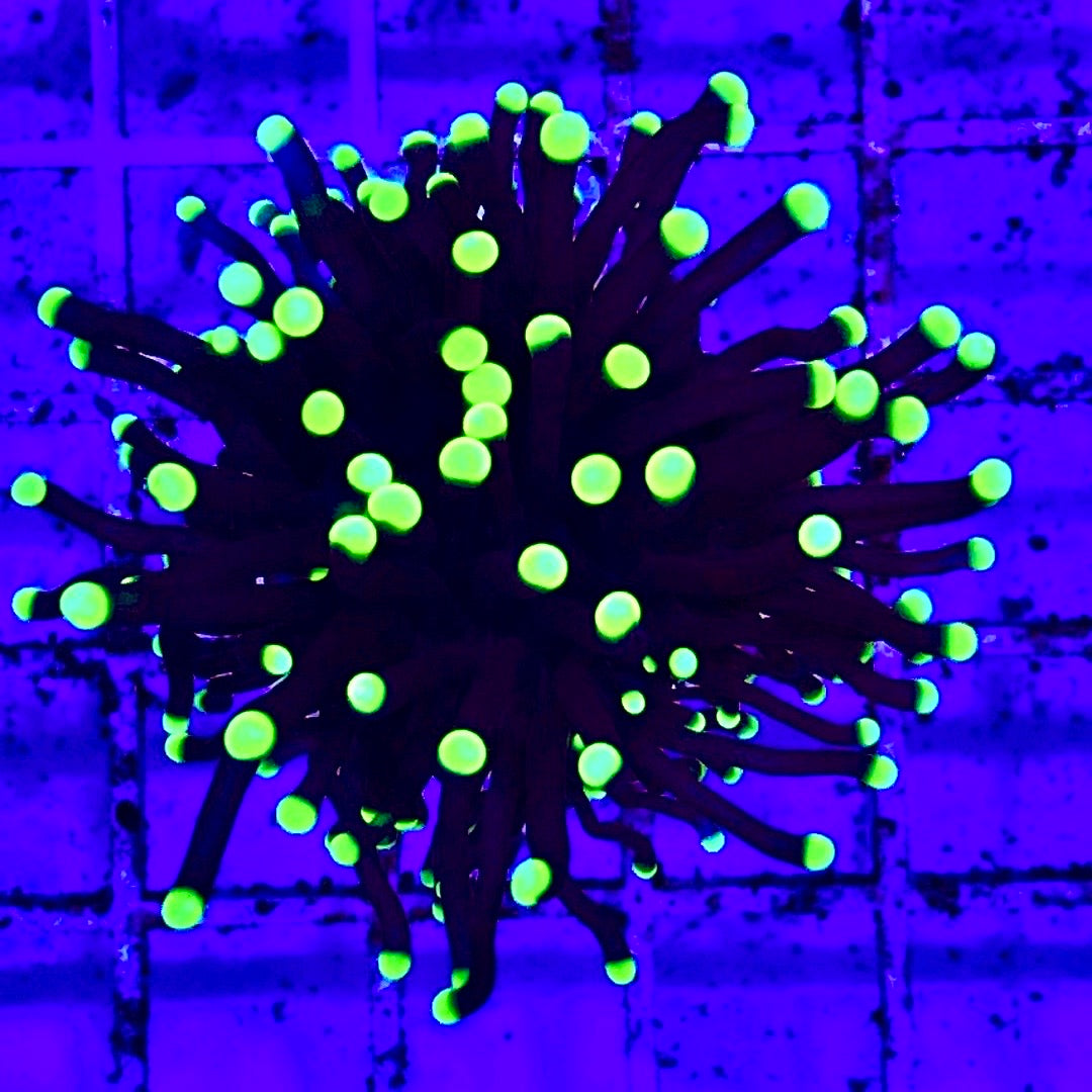 Green Tip Purple Torch WYSIWYG PTC122713 Size: 3.5" Frag Aprox