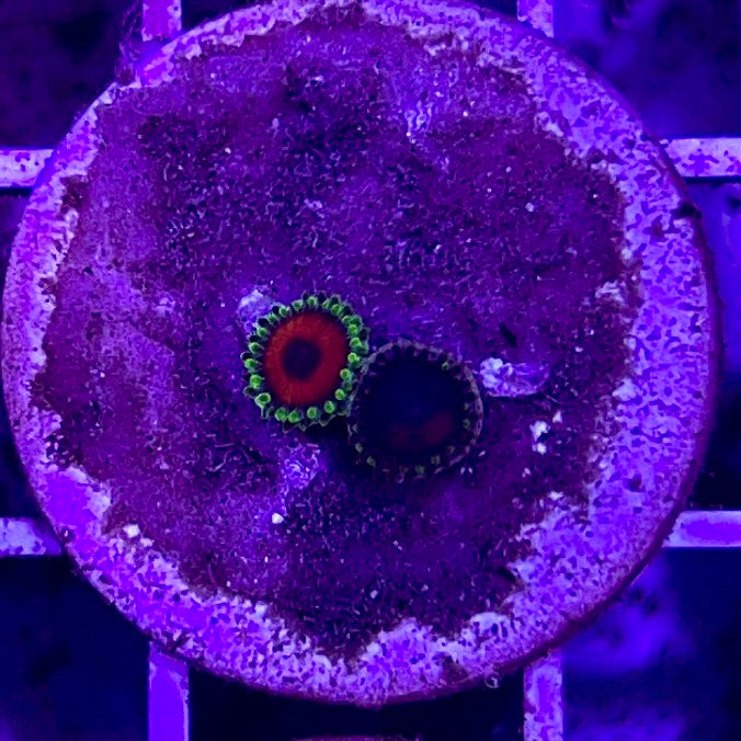 Aussie Ultra Zoa WYSIWYG AUZ010326 Size: .5" Frag Aprox