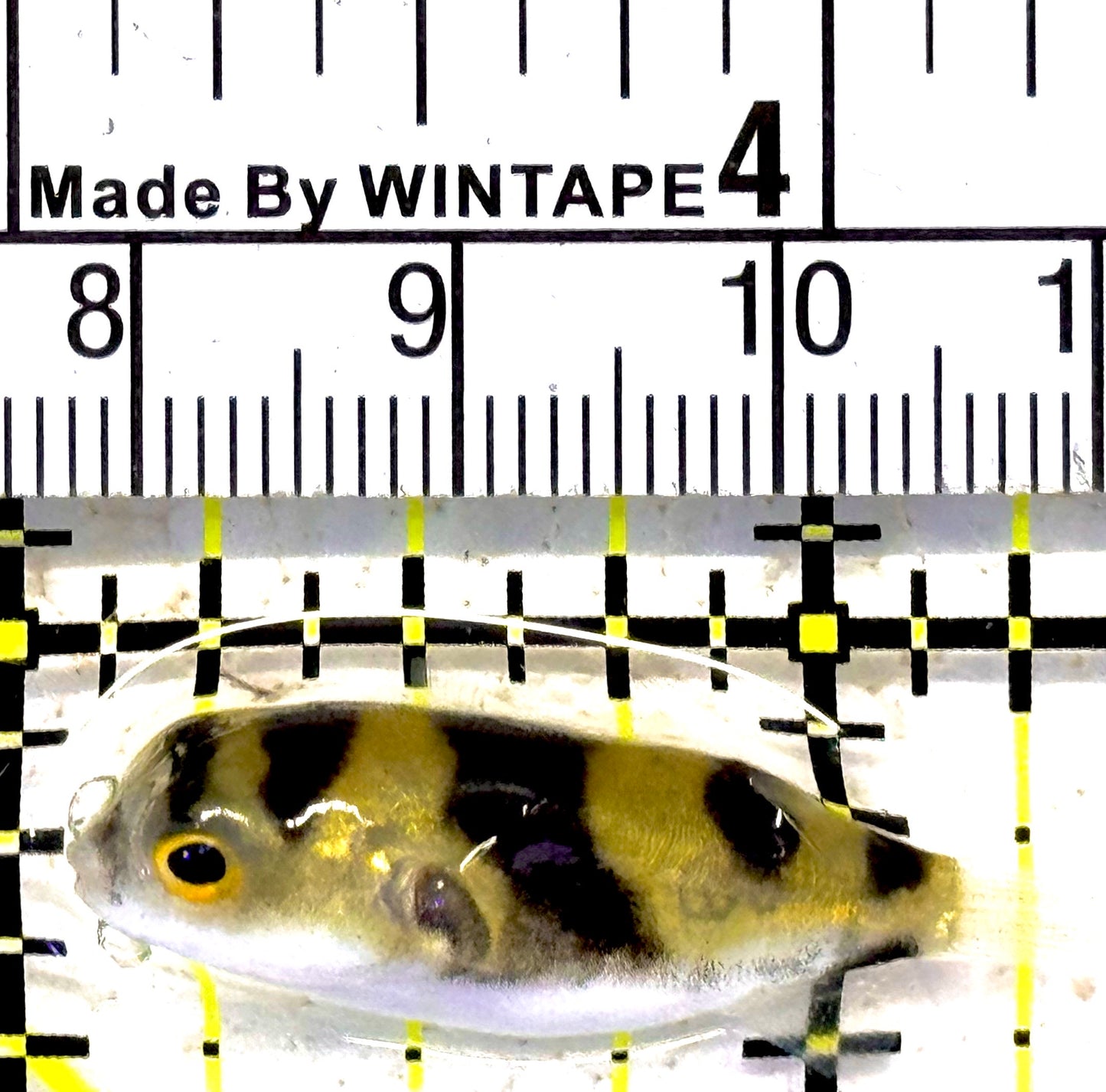 Amazon Puffer AP030601 WYSIWYG Size : S 1.5" approx