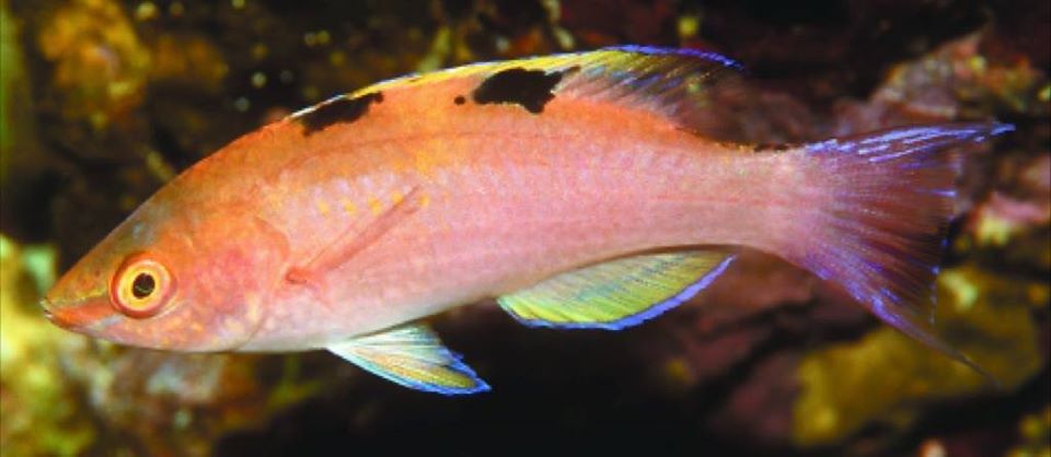 Walindi Fairy Wrasse - Violet Sea Fish and Coral