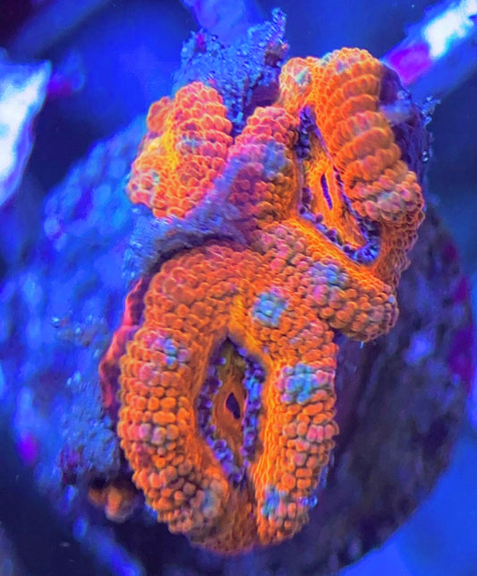 Aussie Acan Lordhowensis AAL031306 WYSIWYG