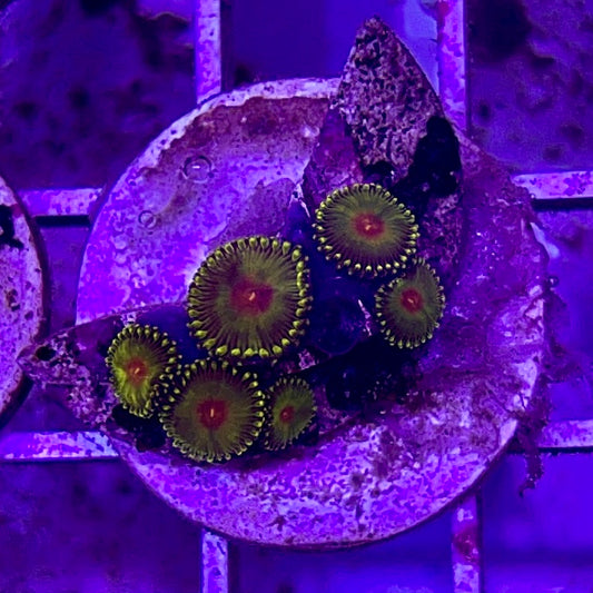 Aussie Ultra Golden Gods Zoa WYSIWYG AUZ010323 Size: 1.5" Frag Aprox