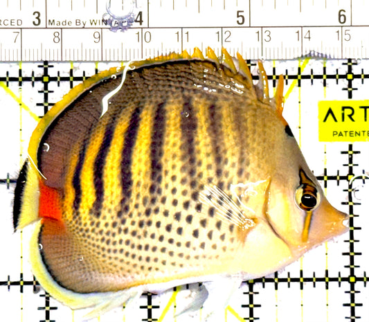 Punctato Butterflyfish PB030301 WYSIWYG Size: M 3.25” approx