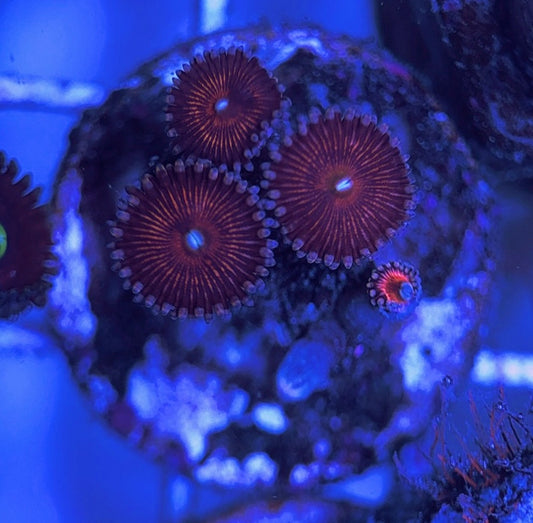 Aquacultured Zoanthids/Playthoa AZP031621 WYSIWYG