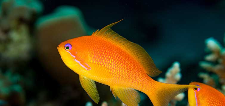 Female Lyretail Anthias (Tonga) Size: L 3" to 4"