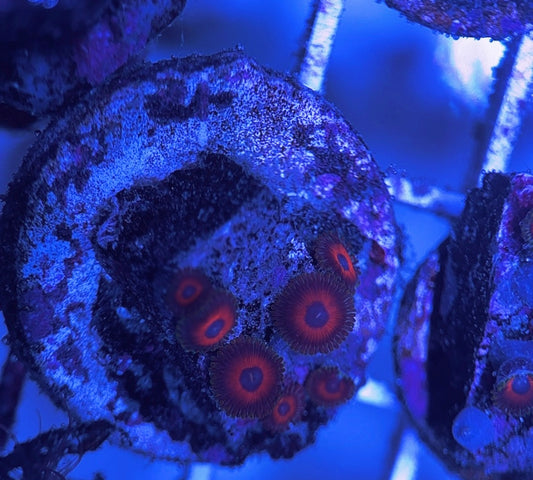 Aquacultured Zoanthids/Playthoa AZP031620 WYSIWYG