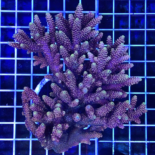 Aussie Ultra Hot Acropora Millepora Mother Colony WYSIWYG AMMC111207