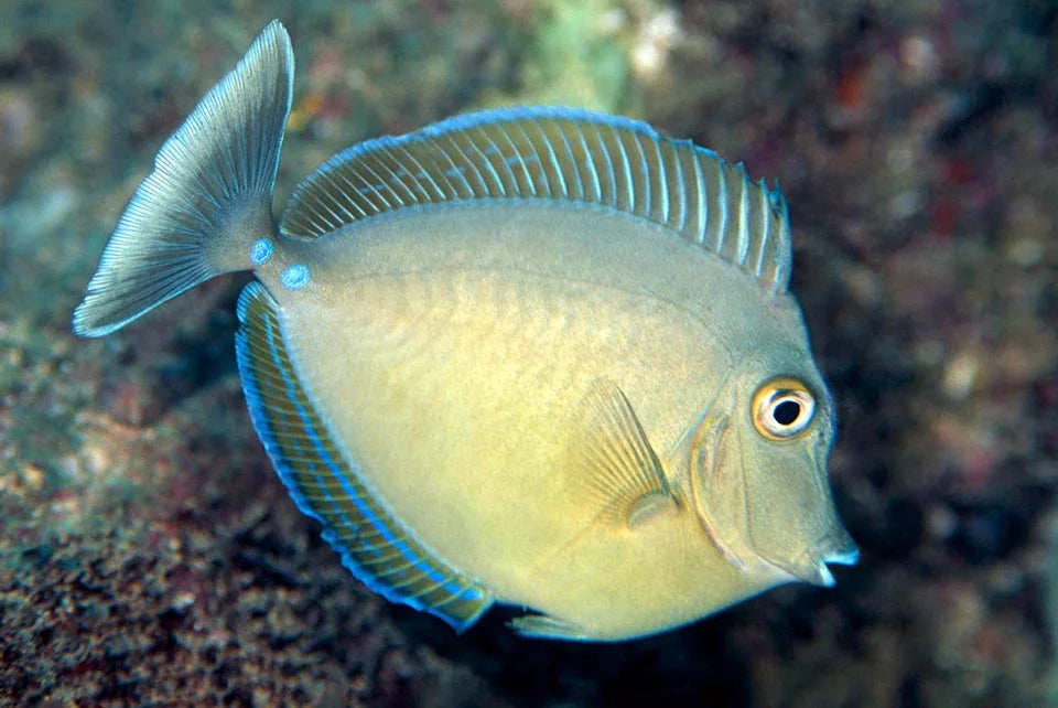 Bluespine Unicorn Tang Size: Tiny 2" Approx - Violet Aquarium 