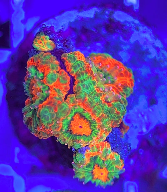 Aussie Acan Lordhowensis AAL031303 WYSIWYG