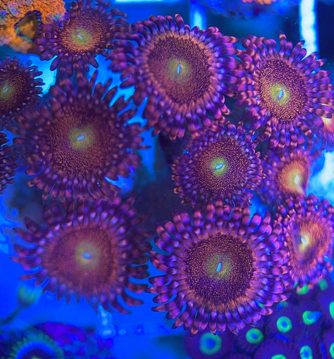 Aquacultured Zoanthids/Playthoa AZP031305 WYSIWYG