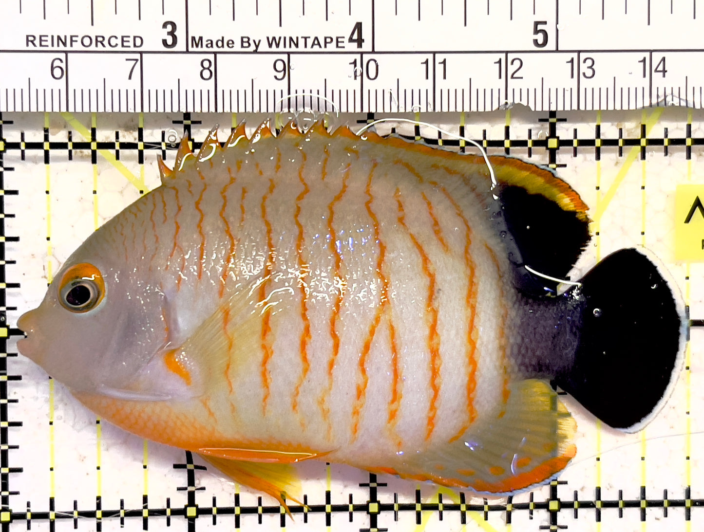 Eibli Angelfish EA030201 WYSIWYG Size: L 3.75" approx