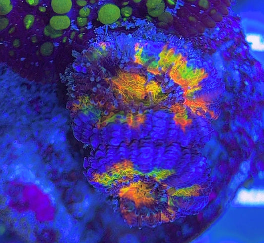 Aussie Acan Lordhowensis AAL031310 WYSIWYG