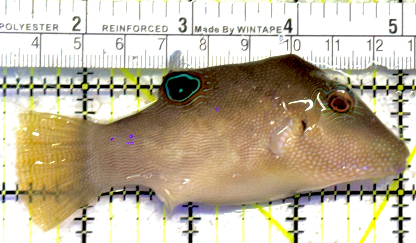 Sharpnose Toby Pufferfish STP030401 WYSIWYG Size: M 3.5" approx