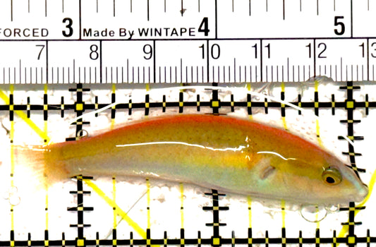 Greenband Wrasse GBW030701 WYSIWYG Size: XL 2.5" approx