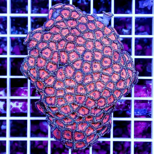 Ultra Aussie Big Pink Gold Palythoa Mother Colony UABPGPMC022712 WYSIWYG