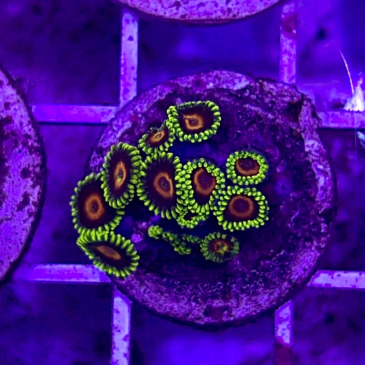 Aussie Ultra Zoa WYSIWYG AUZ010324 Size: 1.5" Frag Aprox