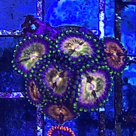 Nirvana Zoanthid (Aquacultured)