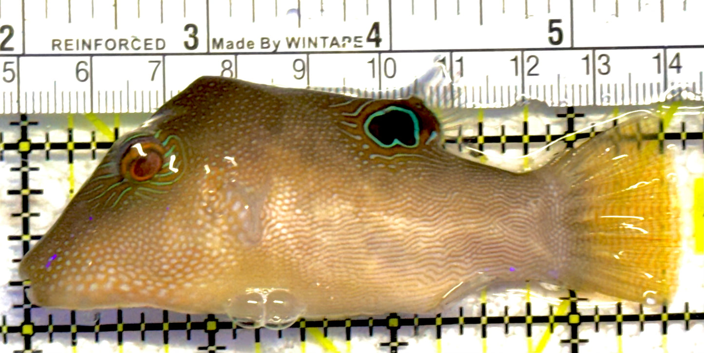 Sharpnose Toby Pufferfish STP030401 WYSIWYG Size: M 3.5" approx