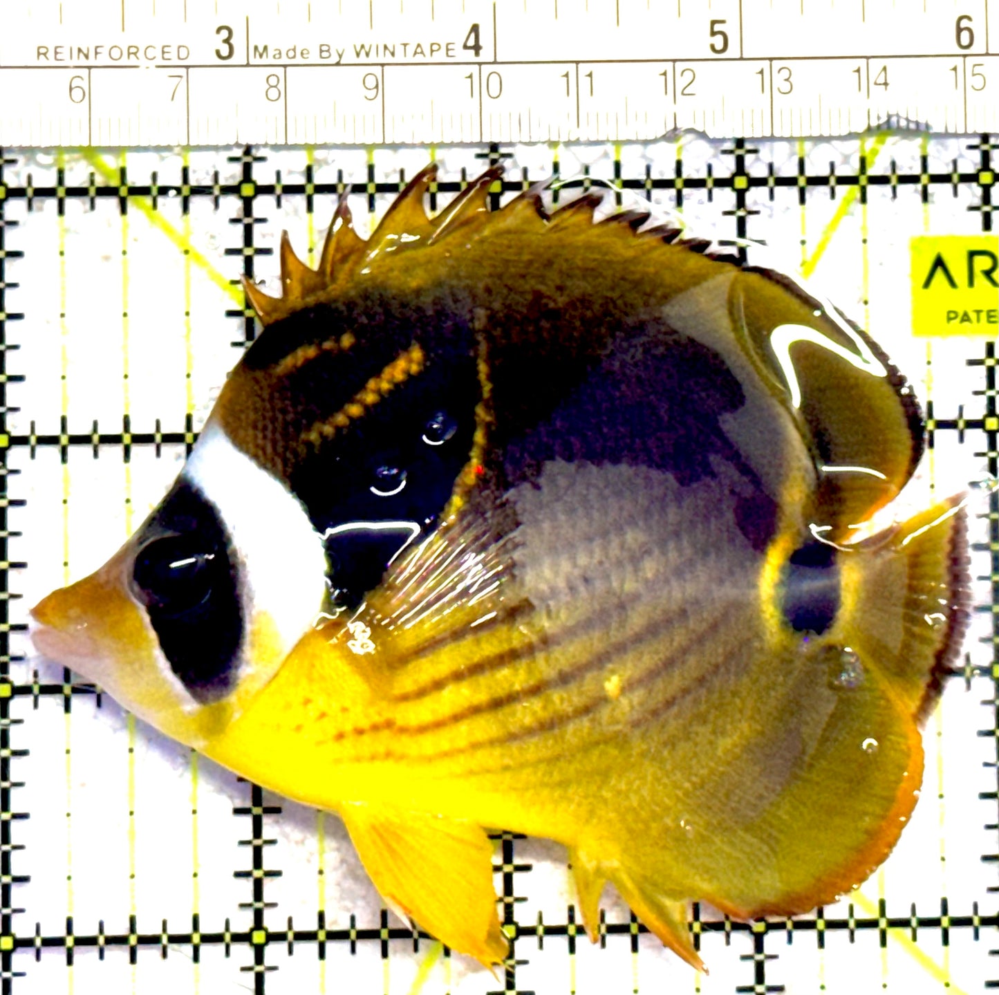 Vagabond Butterflyfish VB030201 WYSIWYG Size L : 4" approx