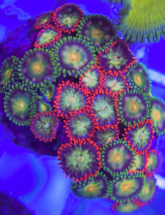 Aquacultured Zoanthids/Playthoa FAZP031303 WYSIWYG