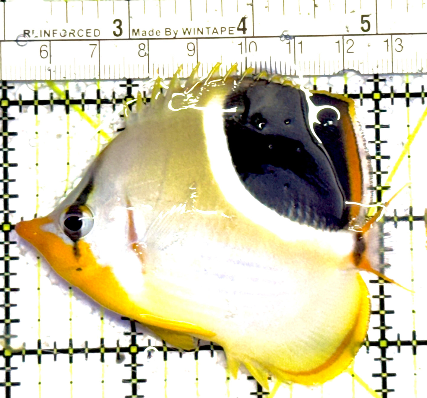 Saddleback Butterflyfish SB030201 WYSIWYG Size: S 3.75"approx