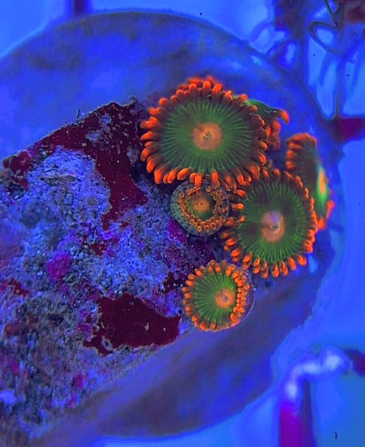 Aquacultured Zoanthids/Playthoa AZP031301 WYSIWYG