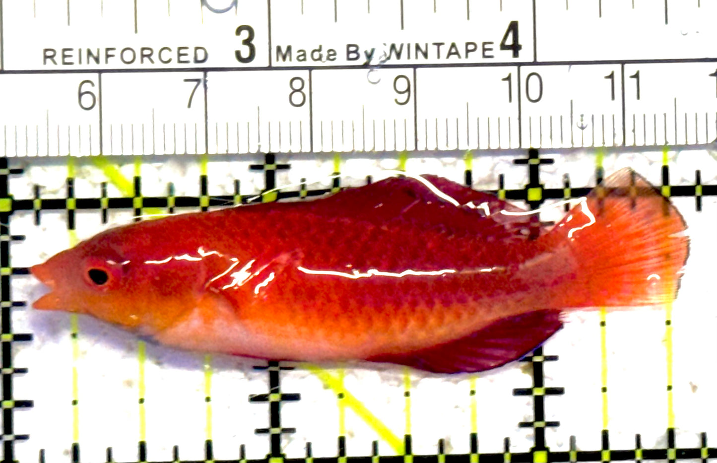 Red Parrot Fairy Wrasse RPFW030701 WYSIWYG Size: 2.5" approx