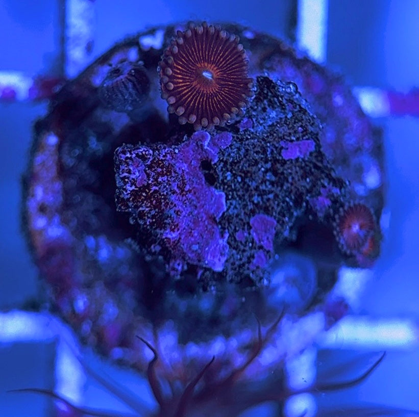 Aquacultured Zoanthids/Playthoa AZP031625 WYSIWYG