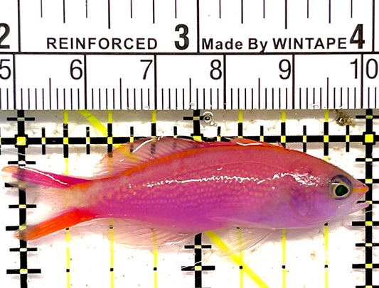 Princess Anthias PA030403 WYSIWYG Size : S 2" approx