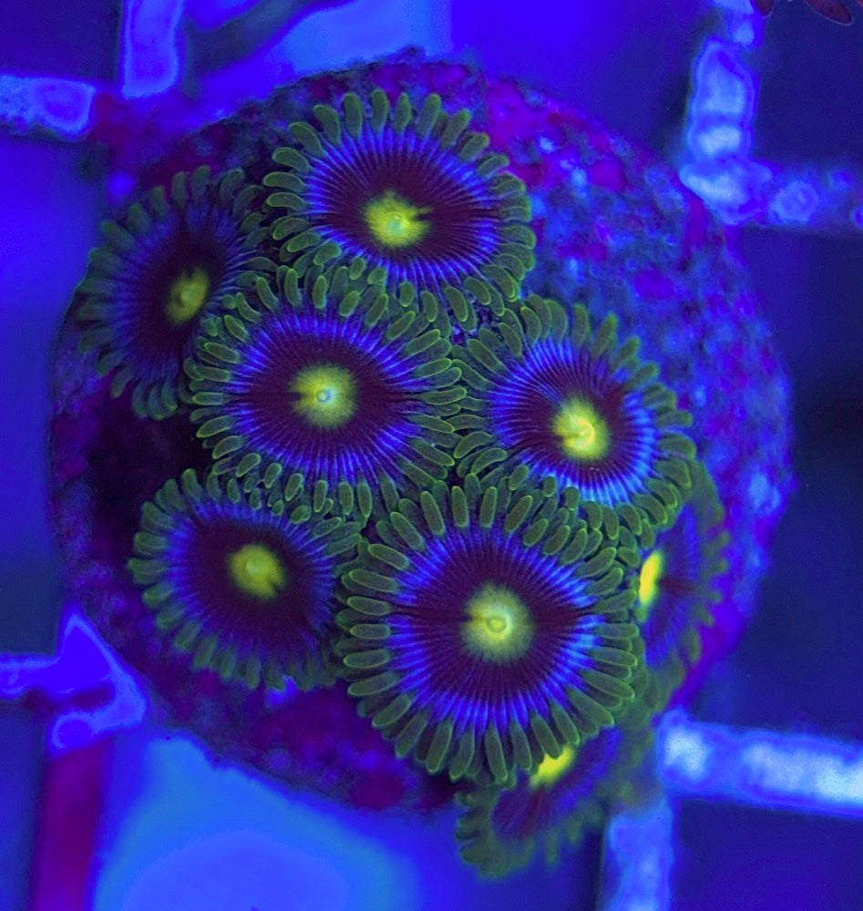 Aquacultured Zoanthids/Playthoa AZP031305 WYSIWYG