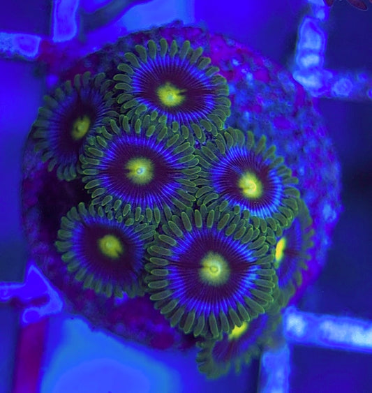 Aquacultured Zoanthids/Playthoa AZP031305 WYSIWYG