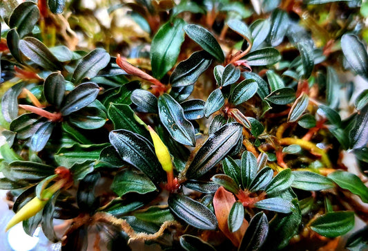 Bucephalandra Brownie Adinda