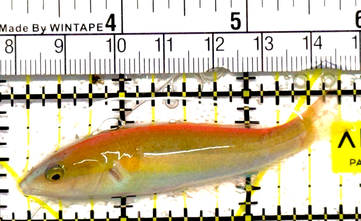 Greenband Wrasse GBW030701 WYSIWYG Size: XL 2.5" approx