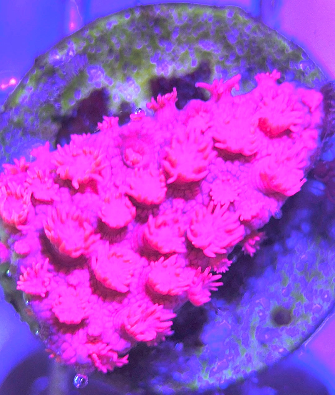 Pink Goniopora Coral (Cultured) PGC031111 WYSIWYG