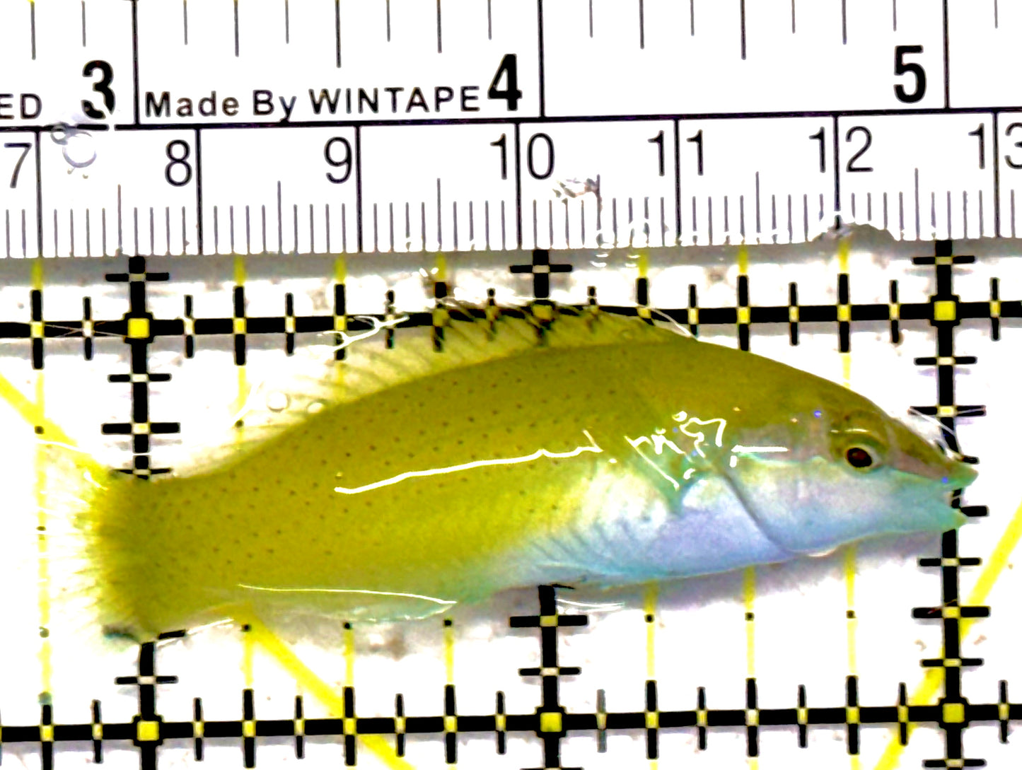 Green Coris Wrasse GCW030401 WYSIWYG Size: L 2.25" approx