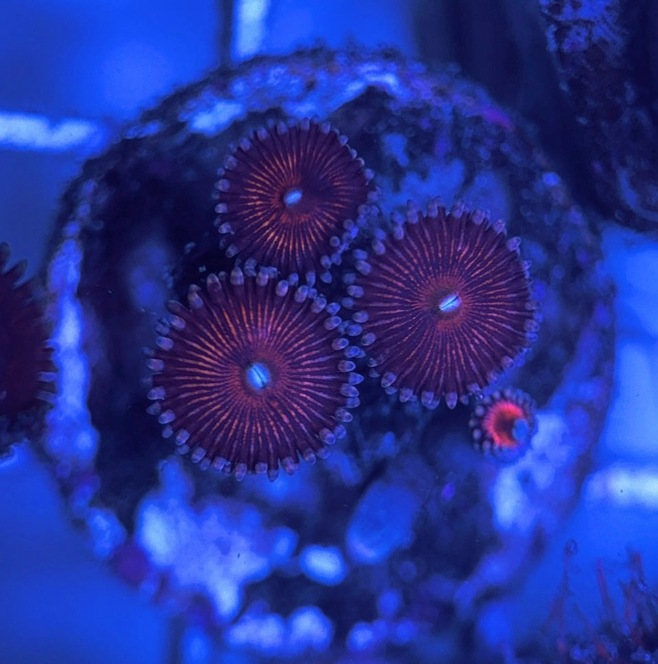 Aquacultured Zoanthids/Playthoa AZP031623 WYSIWYG