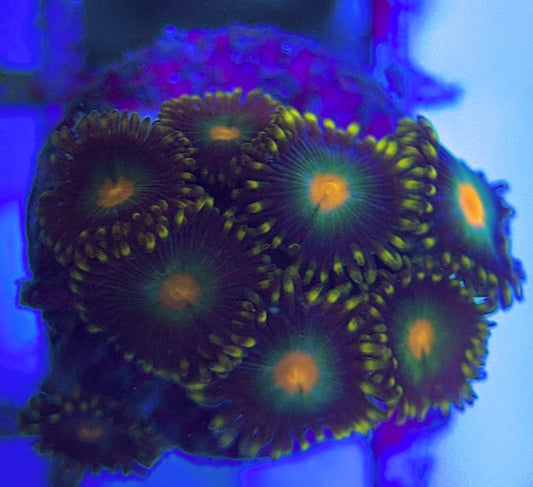 Aquacultured Zoanthids/Playthoa AZP031312 WYSIWYG