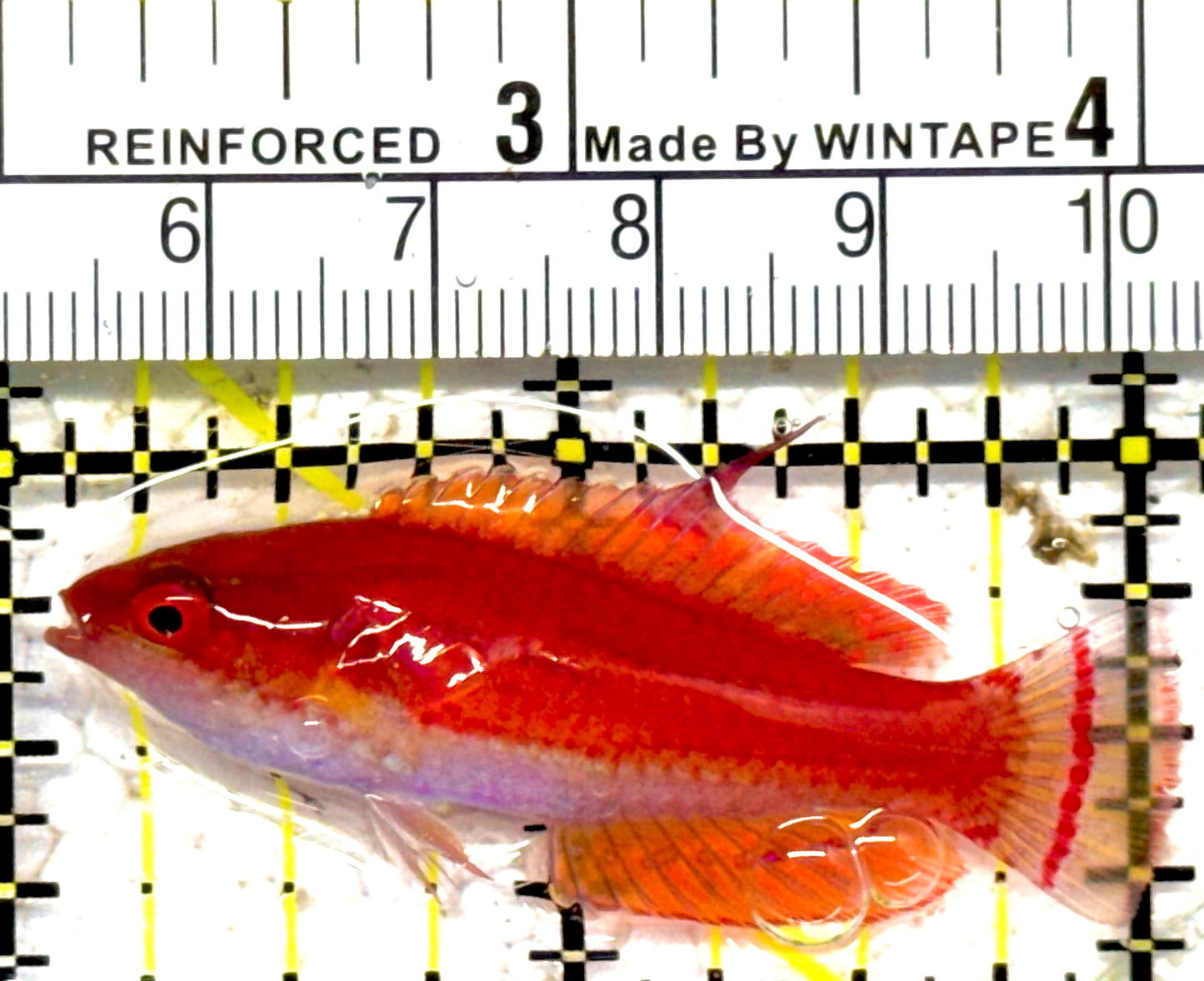 Carpenter's Flasher Wrasse CFW030401 WYSIWYG Size: XL 2" approx