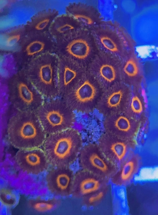 Aquacultured Zoanthids/Playthoa AZP031309 WYSIWYG