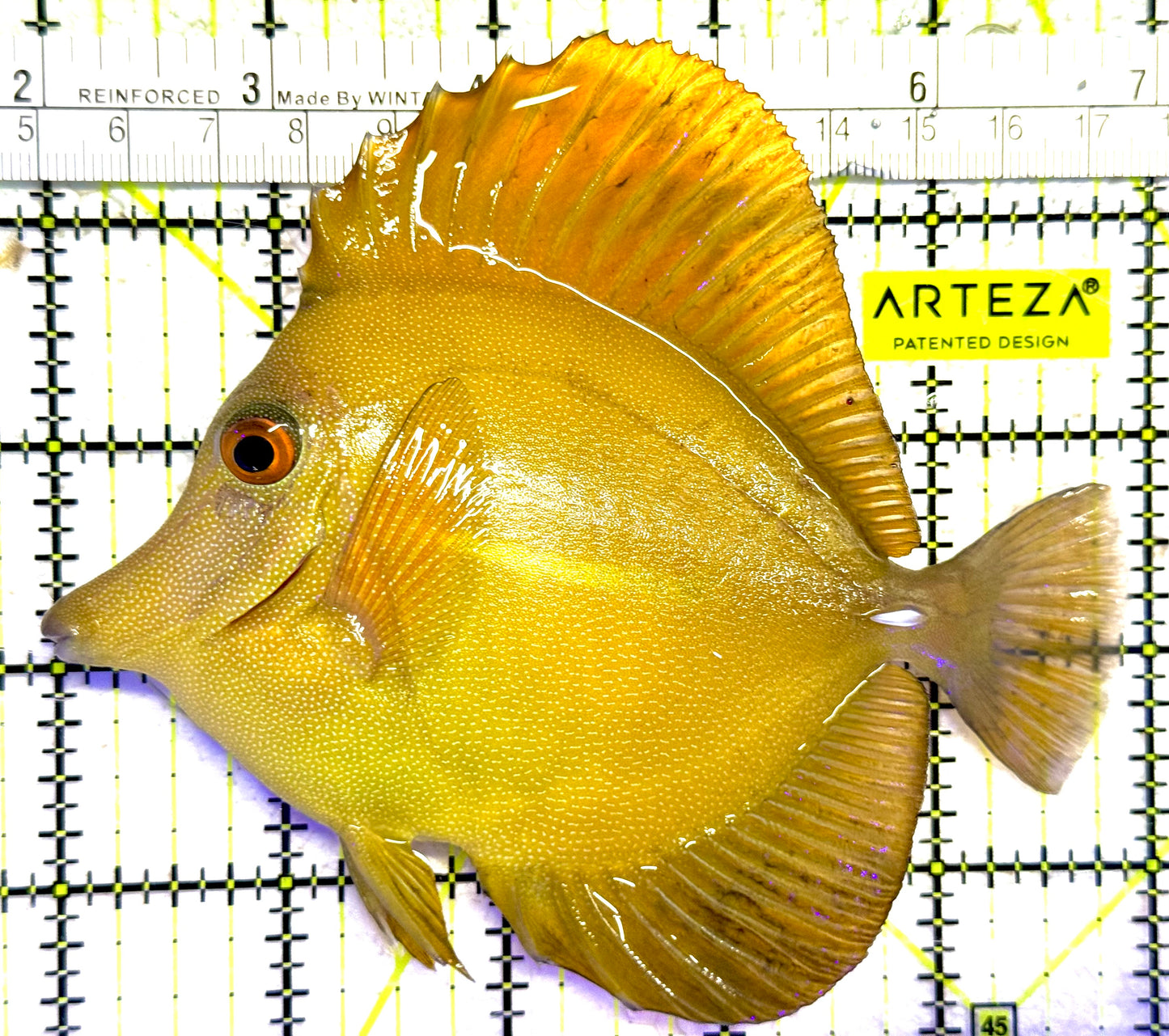 Rare Hybrid Hawaiian Tang RHHT030201 WYSIWYG Size: XXL 5"approx