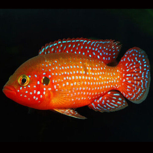 Red Jewel Cichlid