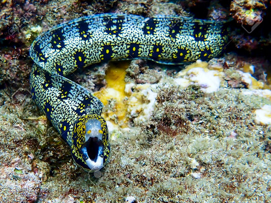 Snowflake Eel - Violet Sea Fish and Coral